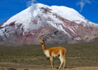 Una vicuña ante el volcán Chimborazo.