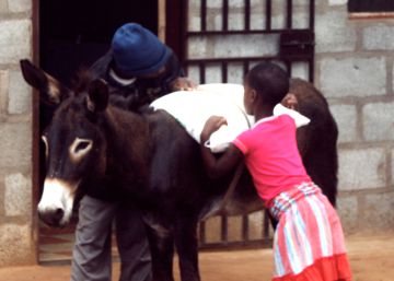 Muchos ganaderos se han visto obligados a vender sus animales a un precio muy bajo por la falta de alimentos. 