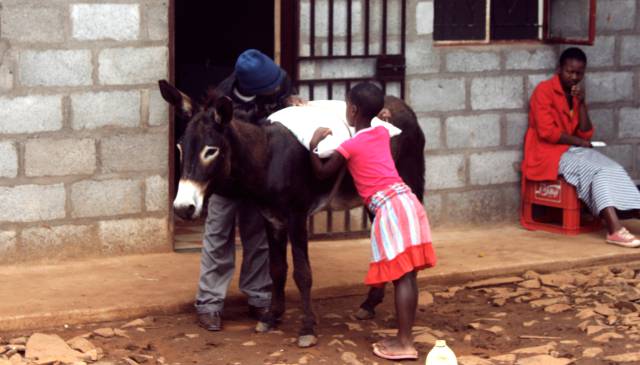 Muchos ganaderos se han visto obligados a vender sus animales a un precio muy bajo por la falta de alimentos. 