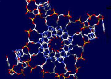 El estudio del ADN comenzó en una venda con pus