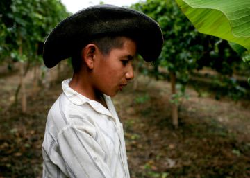 Agricultor que cultiva fruta de la pasi&oacute;n en Buga, Colombia. 