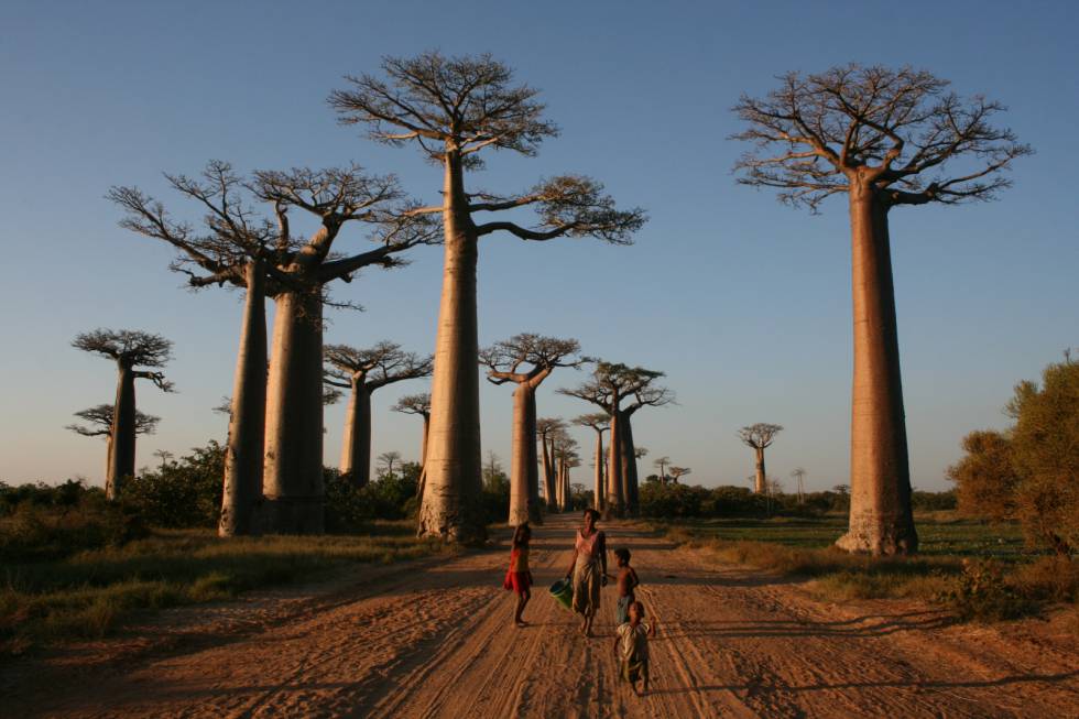 Al menos dos especies de baobabs que crecen en Madagascar desaparecerán antes de acabar el siglo.