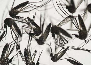 Un panel publicitario mata al mosquito transmisor del zika