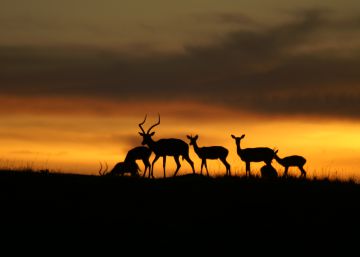 El cambio climático se ceba con las especies ya más amenazadas