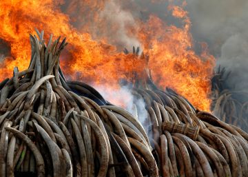 Kenia quema 105 toneladas de marfil confiscado