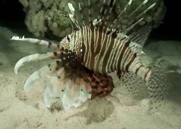 La voraz caza del pez león