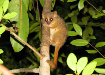 Imagen del l&eacute;mur rat&oacute;n 'Microcebus ganzhorni', uno de los &uacute;ltimos tres descritos.