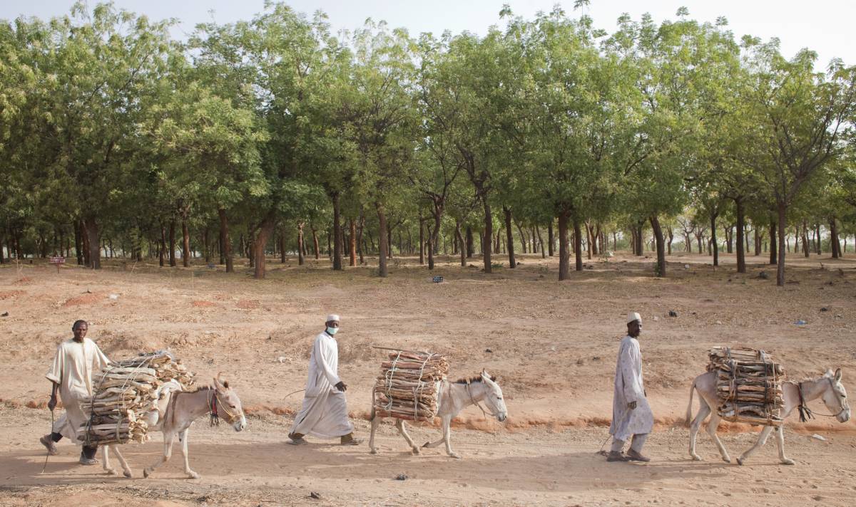 Granjeros transportan leña en Gulbi (Níger).