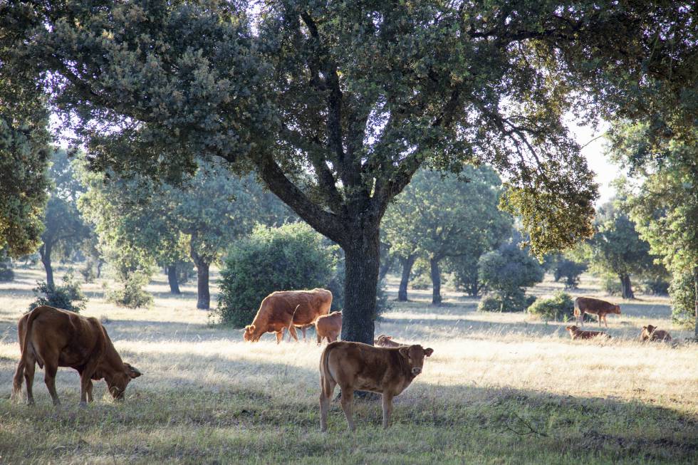 Vacas pastando en los campos de Salamanca. Vacas pastando en los campos de Salamanca.