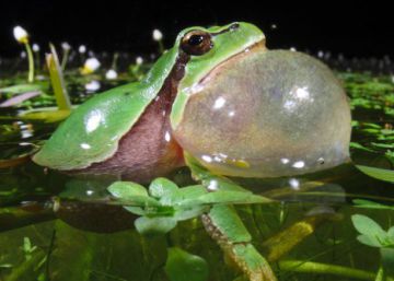 Macho de ranita de San Antonio cantando para atraer a la hembra.