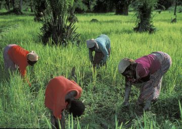 Un grupo de mujeres trabaja la tierra en Ghana.