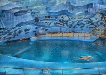 Colau estudia tancar el delfinari del Zoo de Barcelona