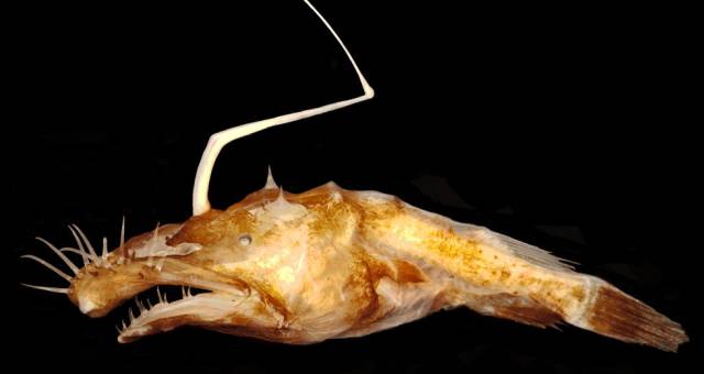 Las 10 nuevas especies más asombrosas del año