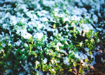 Los priones guardan la memoria del fr&iacute;o en las flores de la descendencia.