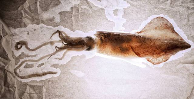 El aumento de la temperatura del mar favorece la reproducci&oacute;n de los cefal&oacute;podos.