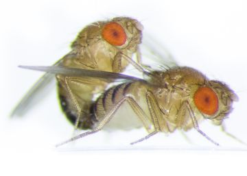 Dos moscas de la fruta apare&aacute;ndose