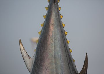 reportaje Almadraba Barbate temporada 2016