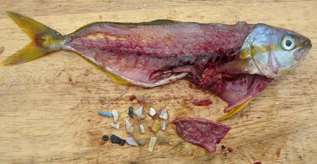 El estudio ha estudiado los efectos tóxicos del plástico en las primeras etapas del desarrollo