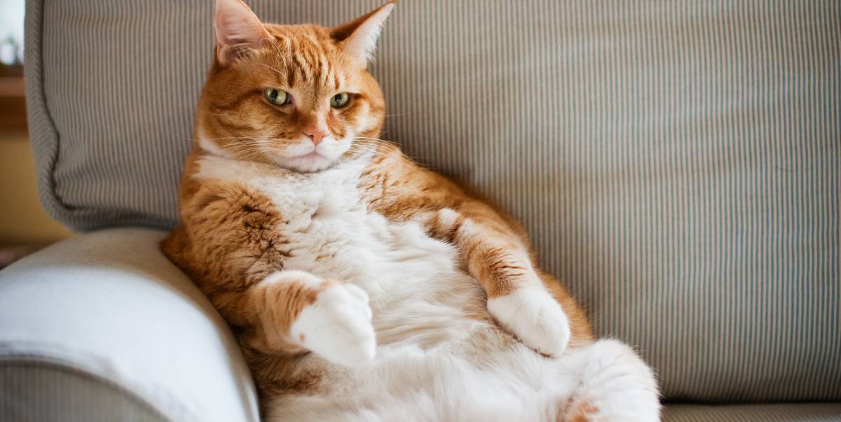 4 trucos que disparan la fuerza de voluntad del más flojo