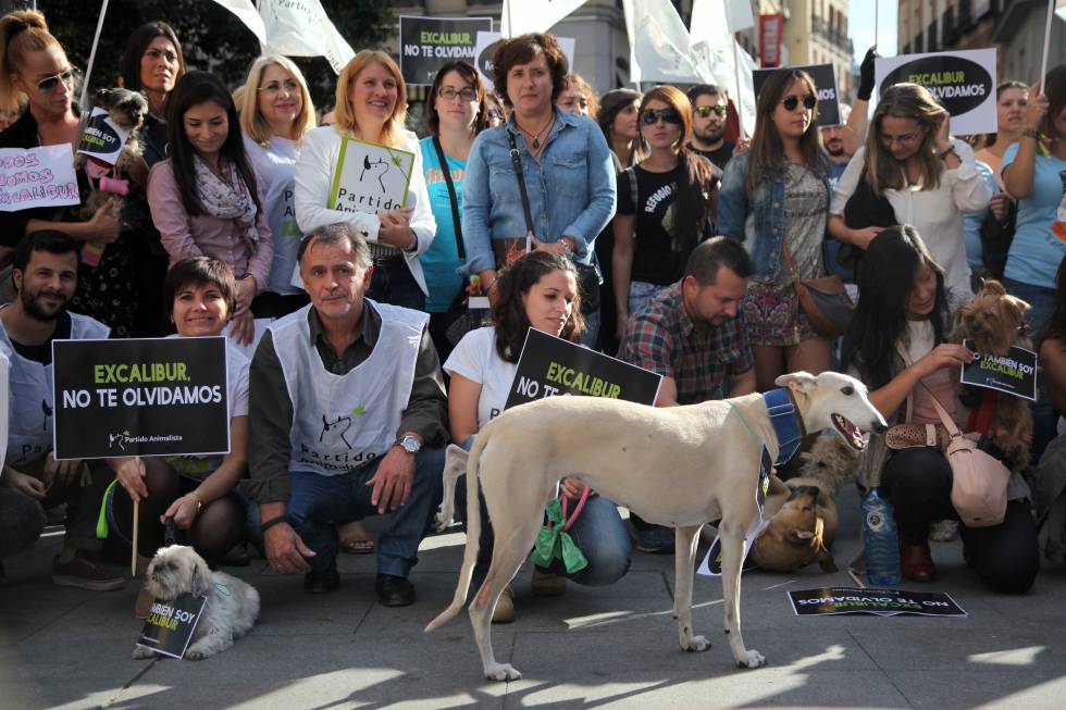 Teresa Romero, la auxiliar de enfermería que se infectó de ébola en España, participa una manifestación convocada por el Partido Animalista (PACMA), por el sacrificio de su perro "Excalibur". Teresa Romero, la auxiliar de enfermería que se infectó de ébola en España, participa una manifestación convocada por el Partido Animalista (PACMA), por el sacrificio de su perro "Excalibur".