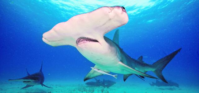 Tibur&oacute;n martillo gigante.