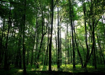 Bialowieza, el último bosque virgen de Europa
