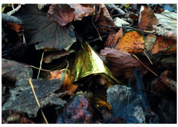 Hasta entre las hojas muertas, puedo sentir el sufrimiento de los refugiados.