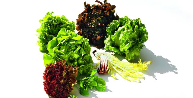 Más fresco que una... lechuga