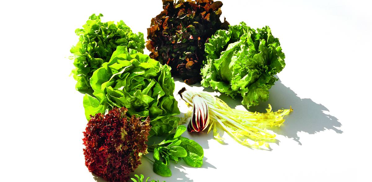 Más fresco que una... lechuga