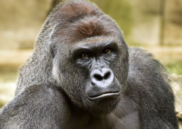 El gorila 'Harambe' en el zoo de Cincinnati.