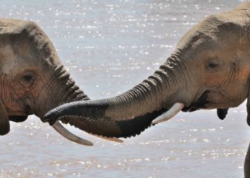 Millones de especies se comunican utilizando el lenguaje corporal y las llamadas instintivas.
