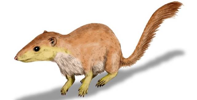 'Purgatorius unio', un ejemplo de mam&iacute;fero que vivi&oacute; antes de la extinci&oacute;n de los dinosaurios