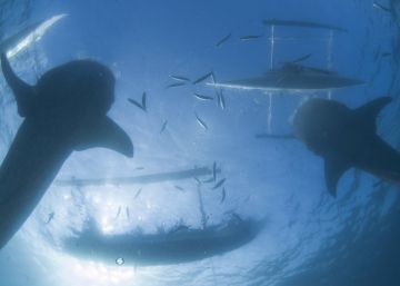 Tiburones ballenas en la isla filipina de Ceb&uacute;.