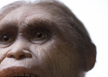 Reconstrucción del 'Homo floresiensis'.