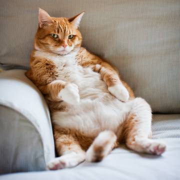 4 trucos que disparan la fuerza de voluntad del más flojo