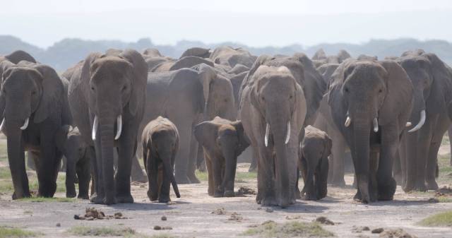 los elefantes macho adolescentes abandonan su familia.