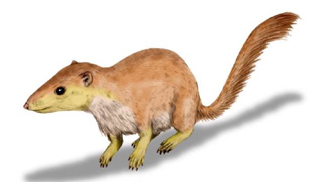 Un ejemplar de 'Purgatorius unio'.