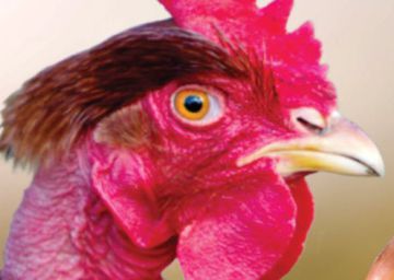 Este pollo puede salvarle la vida