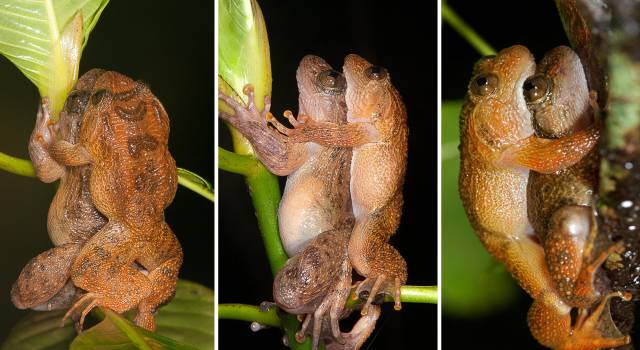 El ‘kamasutra’ de las ranas gana una nueva postura
