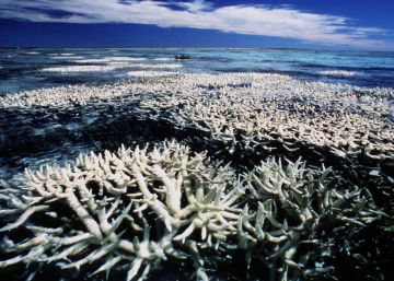 Australia promete que destinará más de 600 millones de euros a salvar la Gran Barrera de Coral