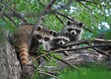 Que animal transmitirá o próximo zika e o próximo ebola?