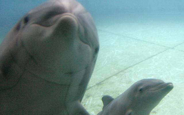 Algunos de los delfines del Acuario de Baltimore que ir&aacute;n al santuario.