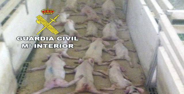 Video of the attack.