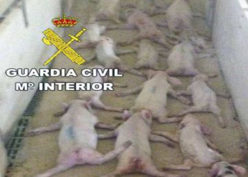 Prosecutors seek jail for Spanish youths who crushed 79 piglets to death