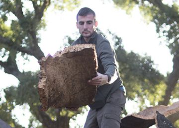 Una vez se lleva el corcho a f&aacute;brica, debe secarse al sol durante un a&ntilde;o, pasado este tiempo se cuece y se procede al recorte.