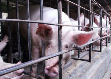 En las granjas de cerdos en China se han detectado numerosas bacterias resistentes a antibi&oacute;ticos