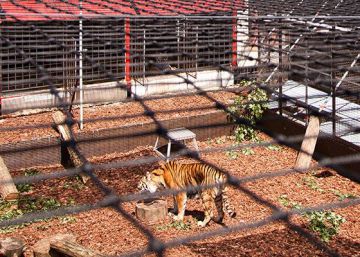 Montaje con tigres en pleno centro de Berlín en protesta por la política de asilo alemana.