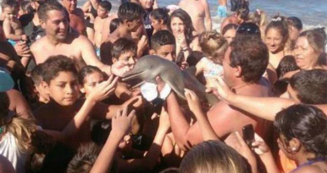Un delf&iacute;n muri&oacute; a manos de unos turistas en Santa Teresita, Argentina