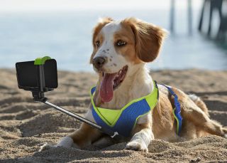 Cinco 'apps' para hacerte feliz a ti y tu mascota