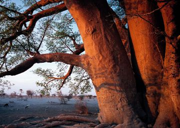 Botsuana, la flor del baobab